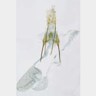 000 Anacampsis blattariella w