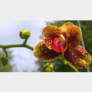 WP 20140727 10 03 05 orchidee sutom2