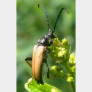 Cerambycidae Stictoleptura rubra m