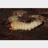 Cerambycidae Rhagium inquisitor_larve