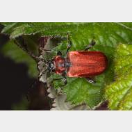 Cerambycidae Pyrrhidium sanguineum