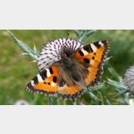 WP 20150721 12 50 44 Pro 1