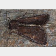 Xyleninae Apamea crenata