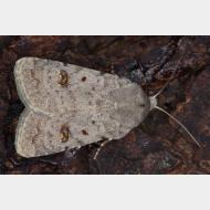 Xyleninae Caradrina kadenii