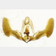 Epiblema costipunctana m