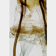Acrobasis tumidana w ostium