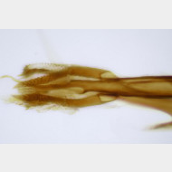 Cauchas fibulella m a