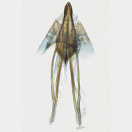 03 Cauchas rufimitrella w