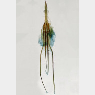 Nematopogon schwarziellus w