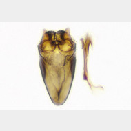 Nemophora associatella m2