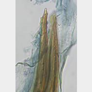 04 Nemophora metallica w sp