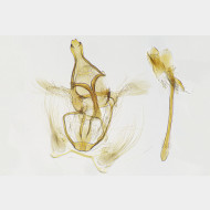 02 Alucita grammodactyla m