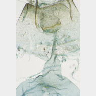 Alucita grammodactyla w ostium