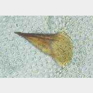 01 Hypatopa binotella w signum