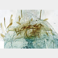 Bucculatrix ulmella w antrum