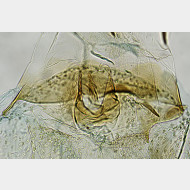 01 Bucculatrix ulmella w ostium