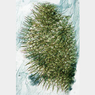Bucculatrix ulmella w signum