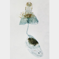 Bucculatrix ulmella w