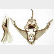 Cerastis rubricosa m