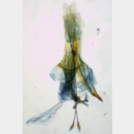 Diurnea fagella w 2