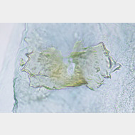 01 Diurnea fagella w signum