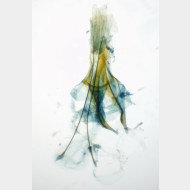 Diurnea fagella w
