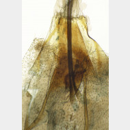 Diurnea lipsiella w ostium