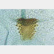 02 Choreutis nemorana w signum