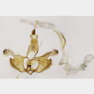 07 Coleophora alcyonipennella m