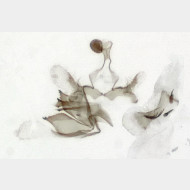 Coleophora alticolella m