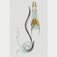 Coleophora caucasica w