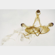 02 Coleophora deauratella m 