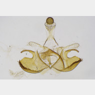 04 Coleophora flavipennella m