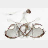 Coleophora flavipennella m2