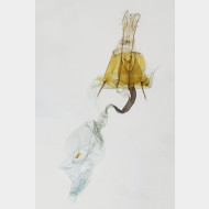 03 Coleophora flavipennella w