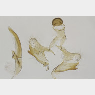 Coleophora hemerobiella m