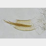 Coleophora lithargyrinella m a gr