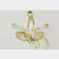 01 Coleophora mayrella mm