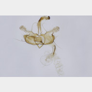 03 Coleophora mayrella m