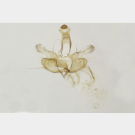 04 Coleophora mayrella m