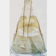 Coleophora milvipennis w ostium