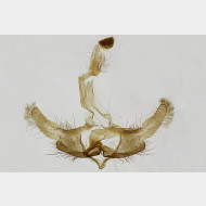 Coleophora ornatipennella m2