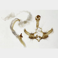 Coleophora ornatipennella m3
