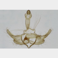 Coleophora ornatipennella m