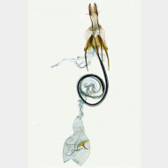 00 Coleophora ornatipennella w