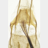 01 Coleophora ornatipennella w ostium