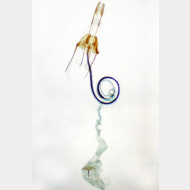 Coleophora ornatipennella w