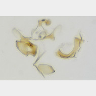 Coleophora otidipennella m2