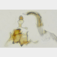 Coleophora otidipennella m