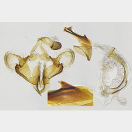 00 Coleophora sternipennella m